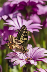 Fototapeta na wymiar Swallowtail butterfly in a purple daisy field
