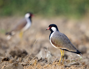 Red-Wattled Lapwing