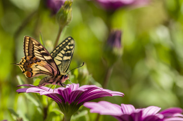 Fototapeta na wymiar Swallowtail butterfly in a purple daisy field