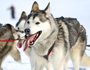 A husky sled dog at work