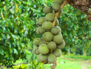 green Lansium domesticum on tree