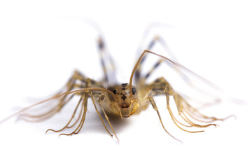 house centipede (Scutigera coleoptrata). Macro