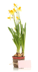 Beautiful yellow daffodils in flowerpot isolated on white