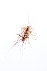 house centipede (Scutigera coleoptrata) isolated on white