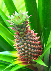 fresh tropical pineapple