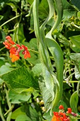 Green beans on plant © Arena Photo UK