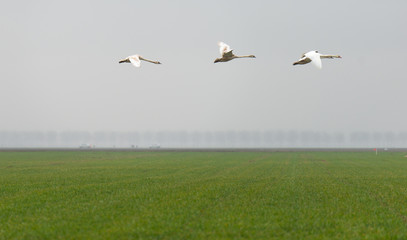 Fototapeta na wymiar Swans flying over a field in spring