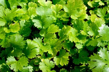 Young coriander herb plant © Arena Photo UK