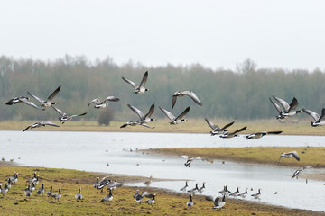 Flock of geese flying over a lake