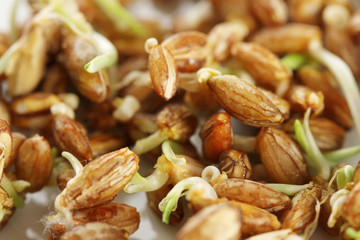 Wheat germs, close up