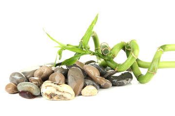 Still life with green bamboo plant and stones, isolated on