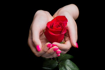 hands of girl carefully holding red rose on black