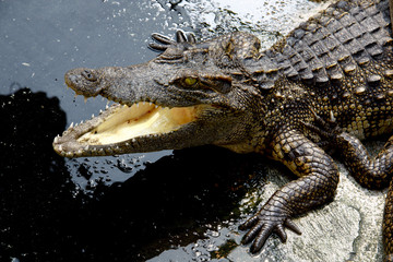 Crocodile