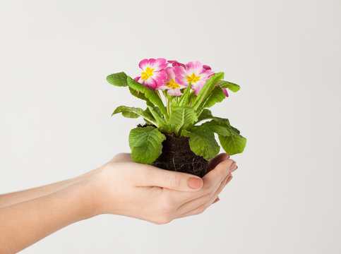 woman's hands holding flower in soil