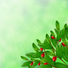 Green leaves and red berries