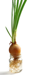 Green onion growing in a glass jar with water
