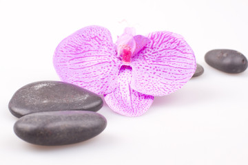 Massage stone with orchidaceae