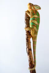 Papier Peint photo Lavable Caméléon Yemen chameleon 