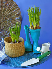 Hyacinth  in  little blue rubber gumboots