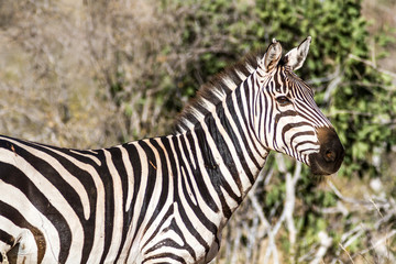 Fototapeta na wymiar Zebra in Kenya's Tsavo Reserve