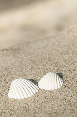 Stillleben mit zwei Muscheln, Sommerliebe, Strandurlaub
