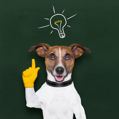 dog idea