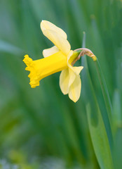 Narcissus in the garden
