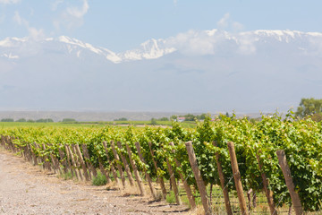 Fototapeta na wymiar Vineyard, Góry, Mendoza, Argentyna