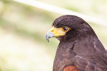 Falcon head