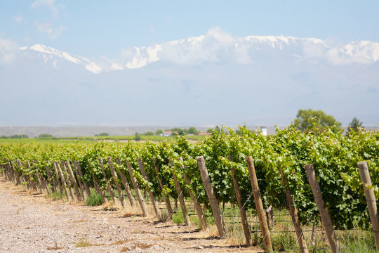 Vineyard, Mountains, Mendoza, Argentina