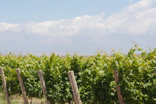 Vineyard, Mountains, Mendoza, Argentina