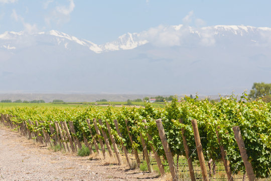 Vineyard, Mountains, Mendoza, Argentina