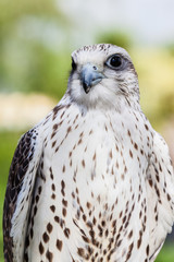 Falconidae
