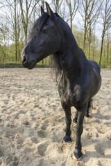 Obraz premium Funny black horse