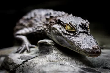 Fensteraufkleber Tieren Krokodil