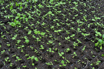little plants