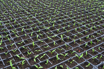 little plants