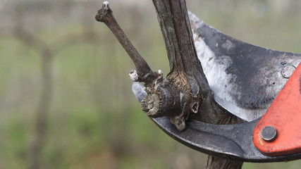 cutting branches in vineyard
