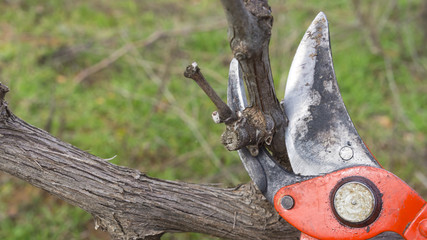 cutting branches in vineyard