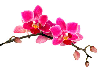 Naklejka na ściany i meble Blossoming flower exotic mini orchid