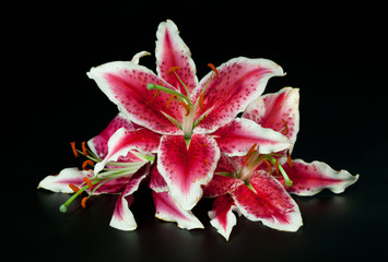 White pink lily on black