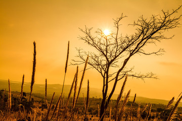 Obraz premium Dead tree and field of grass during sunshine