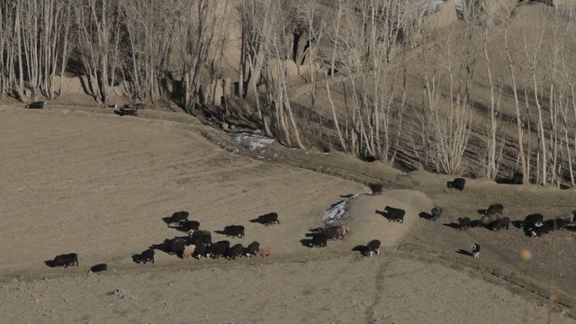 Troupeau de moutons &agrave; Bamyian 02, Afghanistan