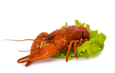 boiled crawfish and lettuce