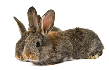 Naklejka premium gray rabbit isolated