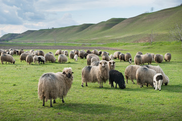 Obraz premium sheep on pasture