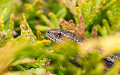 Lizard on a yellowish plant
