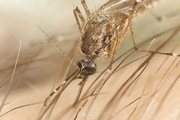 Mosquito sucking blood, macro photo