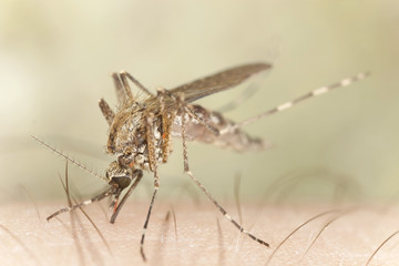 Mosquito sucking blood from human host, macro photo