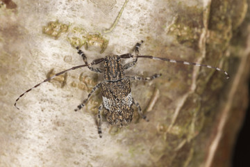 White-clouded longhorn beetle (Mesosa nebulosa)  macro photo